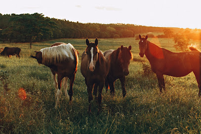 Pet Cremation Services   Equine's logo