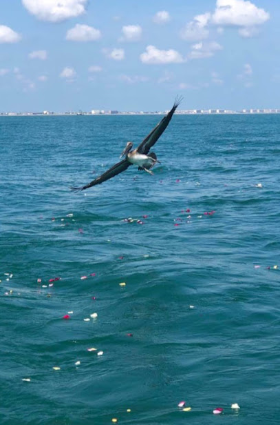 Dignity At Sea   Cremation Scattering Cruises's logo