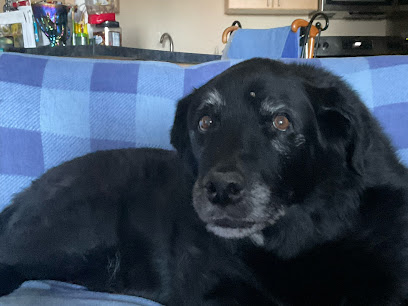 Heartstrings Pet Hospice In Home Euthanasia  Aftercare   Denver's logo