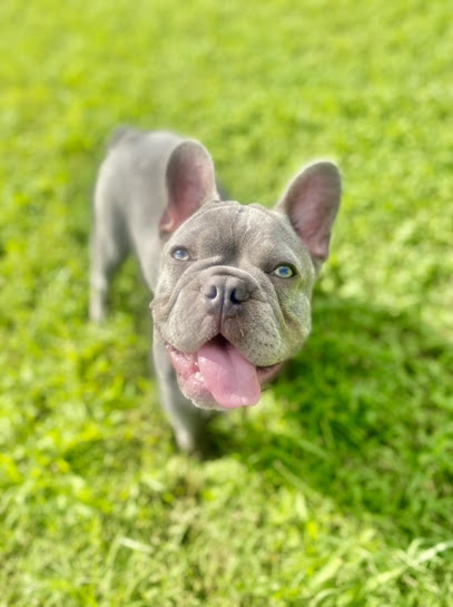 Pet Passages   Collin County TX Dignified Pet Cremation's logo