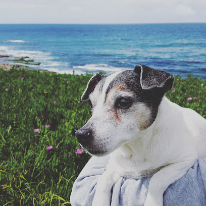 Lasting Paws Pet Memorial Services's logo